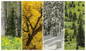 Trees in the four seasons in the Colorado Rocky Mountains